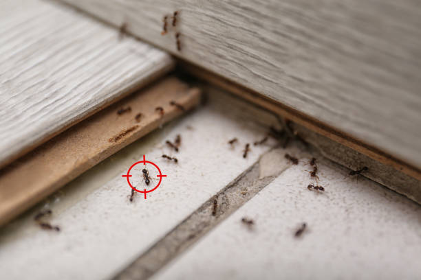 Best Affordable Pest Control Services  in Corvallis, MT