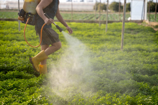 Best Ant Control Services  in Corvallis, MT