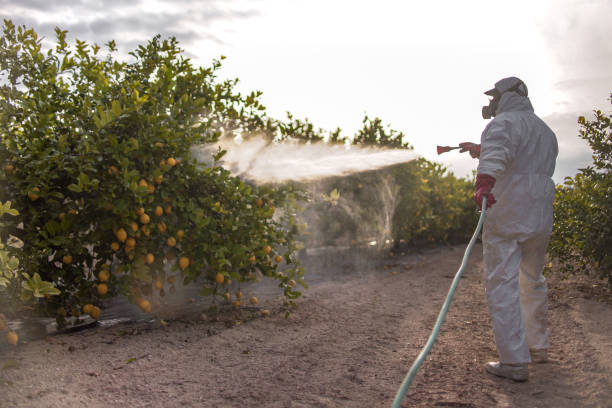 Best Pest Prevention Services  in Corvallis, MT