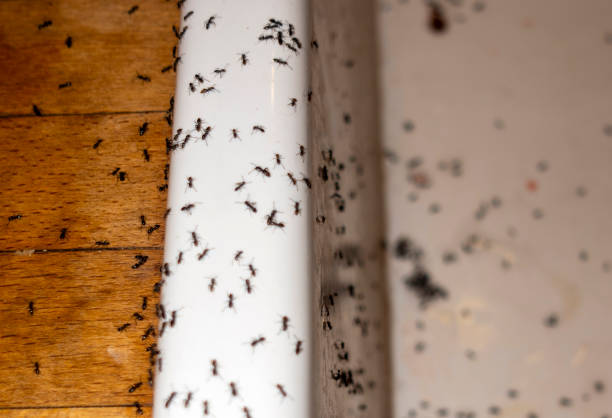 Best Cockroach Control Services  in Corvallis, MT