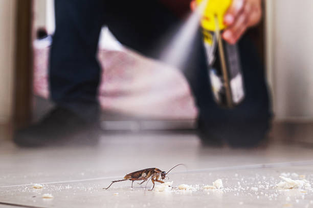 Best Rat Extermination Near Me  in Corvallis, MT