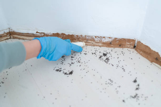 Pest Control for Restaurants in Corvallis, MT