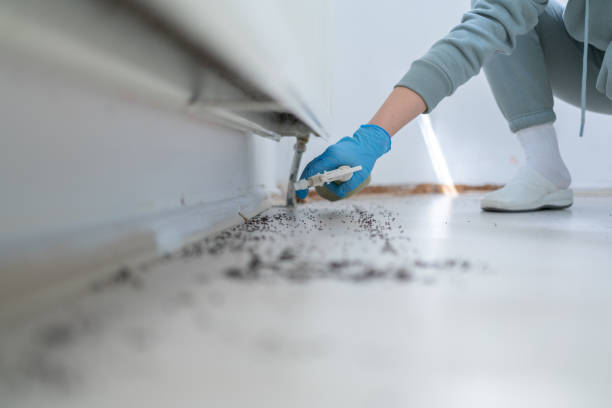 Best Termite Control Services  in Corvallis, MT